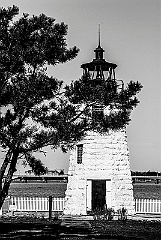 Evergreens in Small Park Near Newport Harbor Light -BW